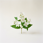 Jasmin