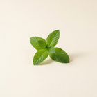Menthe poivrée