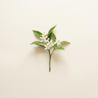 Fleur d'oranger