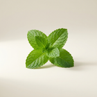 Menthe
