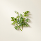 Galbanum