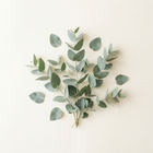 Eucalyptus