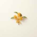 Osmanthus