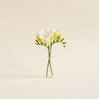 Freesia