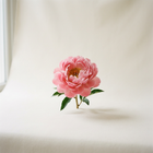 Pivoine