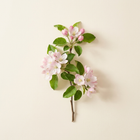 Fleur de pommier