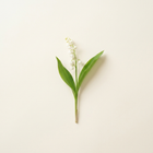 Muguet