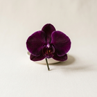 Orchidée