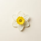 Narcisse
