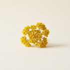 Immortelle