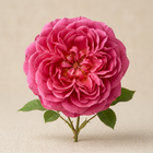 Rose de Bulgarie
