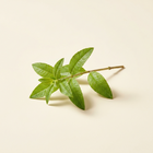 Verveine odorante