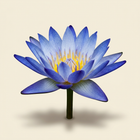 Lotus bleu