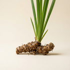 Calamus