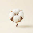 Fleur de coton